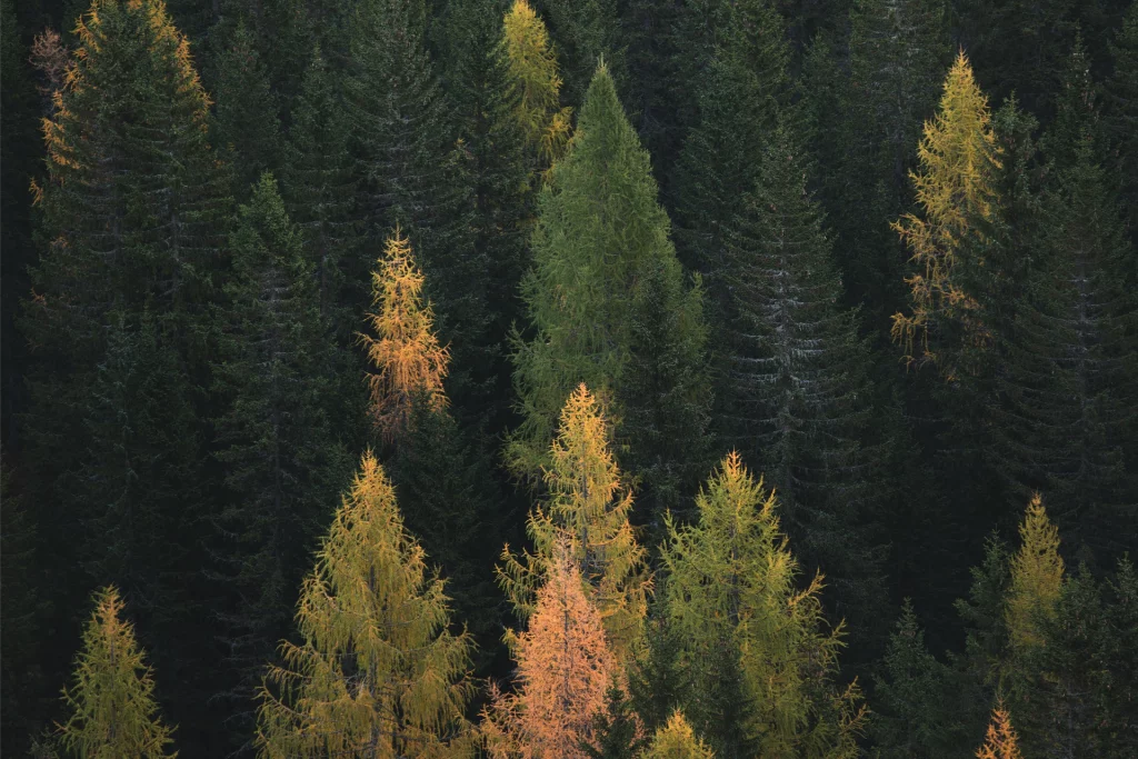 Bosque Marcapital